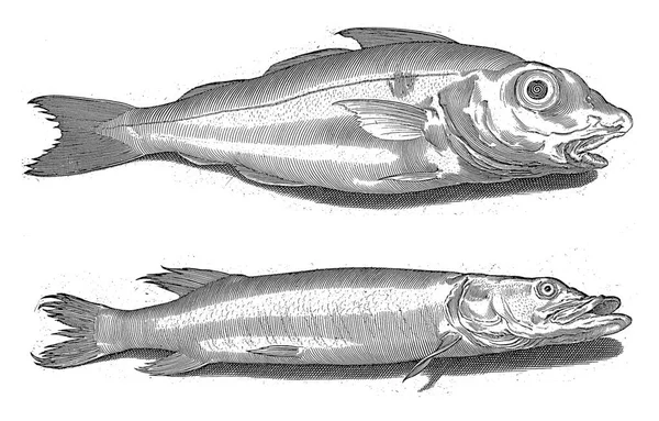 Haddock和Pike 拉丁文和荷兰文的题词识别鱼 — 图库照片