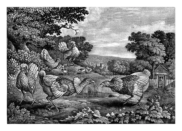 Fighting Chickens Jan Griffier После Фрэнсиса Барлоу 1667 1718 Landbahl — стоковое фото