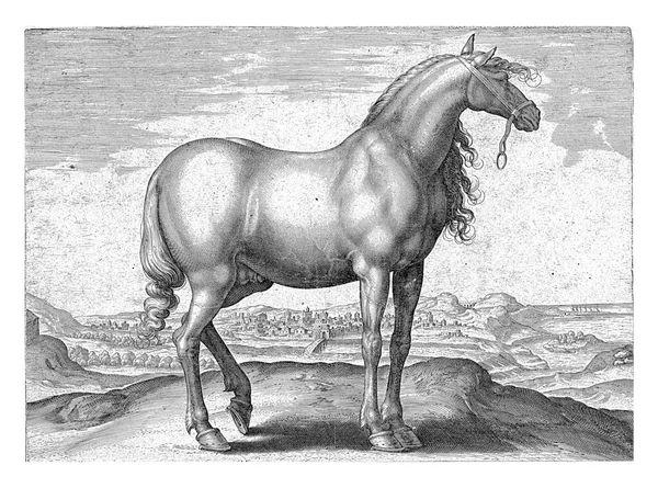 Greek Horse Profile Print Has Latin Caption Part First Part — Stock Photo, Image