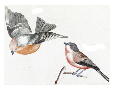 Finch and gray-sided tit, anonymous, 1688 - 1698 A finch and a gray-sided tit. In addition, their names in Latin and French.