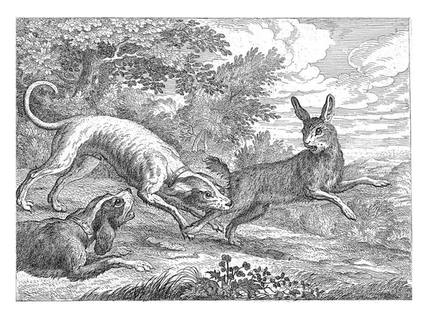 二匹の犬がウサギを追っている このプリントは 動物の異なる10枚のプリントの一部です — ストック写真