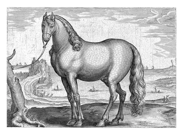プロフィールではブルトンの馬 印刷はラテン語のキャプションを持っており オーストリアのドン フアンの王室の厩舎からの馬の品種に関する39部のシリーズの最初の部分の一部です — ストック写真