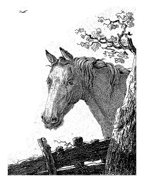 Cabeça Cavalo Esquerda Uma Árvore Direita Debaixo Uma Cerca — Fotografia de Stock