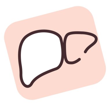 İnsan organı karaciğeri, illüstrasyon veya simge, beyaz arkaplan üzerindeki vektör.