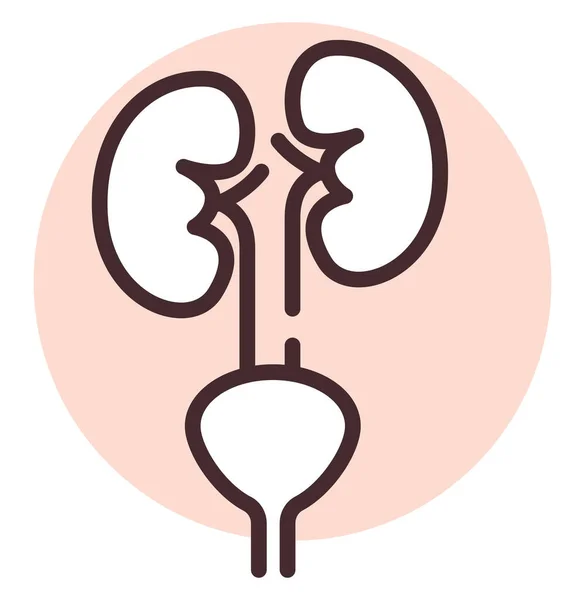 ヒトの臓器の腎臓 イラストやアイコン 白い背景のベクター — ストックベクタ