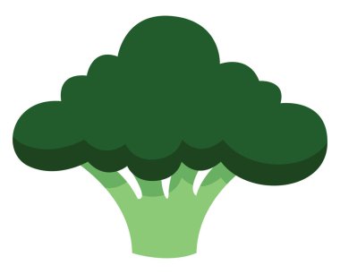 Vejetaryen brokoli, illüstrasyon veya simge, beyaz arkaplanda vektör.