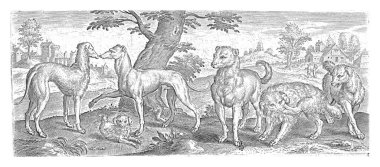 Köpekler, Abraham de Bruyn, 1583 'ten sonra 6 tür köpekten oluşan bir kolleksiyon (uzun saçlı tazılar, kısa saçlı tazılar, süs köpekleri, vs.). Köpekler ayakta ya da otururken biri kulağını kaşıyordu..