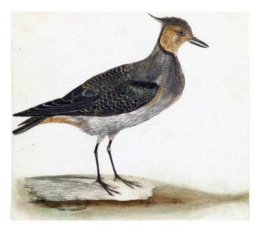 Kievit, anonim, 1688 - 1698, eski oyma..