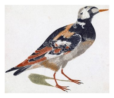 Steenloper, anonim, 1688 - 1698, eski oyma..