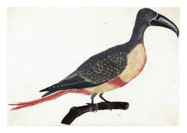 Sağa doğru uzun kavisli gagalı bir kuş, anonim, 1688 - 1698, eski oyma..