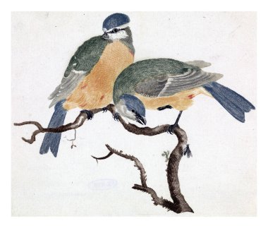 A Blue and a Great on a Branch, isimsiz, 1688 - 1698, vintage gravür.