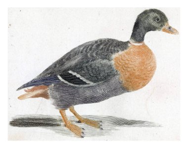 Mallard sağda, anonim, 1688 - 1698 Mallard, sağda bir drake, vintage oymalı.