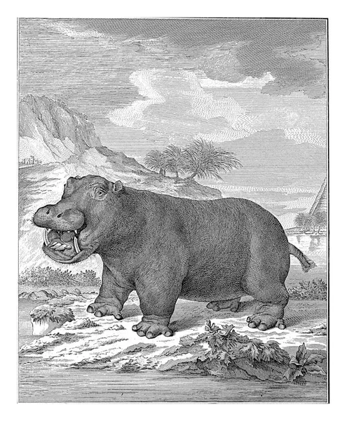 Hippopotamus Barent Bakker Naar Anthony Andriessen 1775 1804 Vintage Gegraveerd — Stockfoto