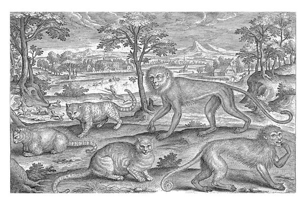 Monkeys Cats Adriaen Collaert 1595 1599 Two Monkeys Three Cats — Stock Photo, Image