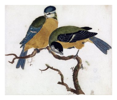 A Blue and a Great on a Branch, isimsiz, 1688 - 1698, vintage gravür.