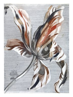 Tulp, anonim, 1688 - 1698, eski oyma..