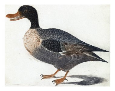 Standing Duck to the Left, isimsiz, 1688 - 1698, vintage gravür.