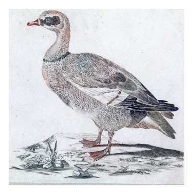 Gans, Anonim, 1688 - 1698, eski oyma.