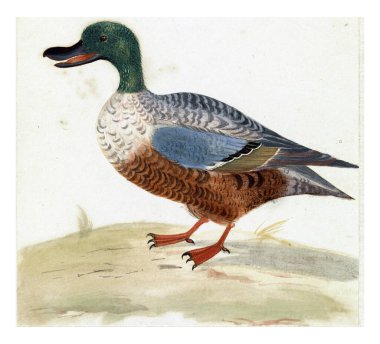 Soldaki Slobeend, Anonim, 1688 - 1698, eski oyma..