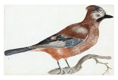 Jay on a Branch, onymous, 1688 - 1698, vintage gravür.