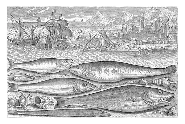 Five Fish Beach Adriaen Collaert 1627 1636 Sprat Carp Mullet — Stock Photo, Image