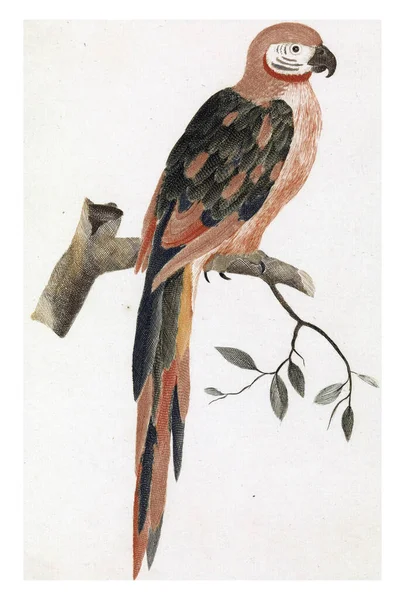 枝上的鹦鹉 1688 1698年 老式雕刻 免版税图库照片