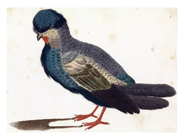 Staande Vogel Links Mogelijk Een Duif Anoniem 1688 1698 Vintage Stockafbeelding