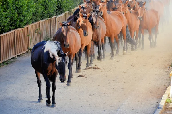 Herd Mares Going Out Field — Stock Photo, Image
