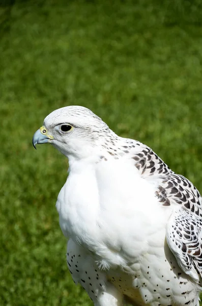 Weißer Falke Auf Dem Gras — Stockfoto