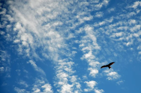 曇り空を飛んでイーグル — ストック写真