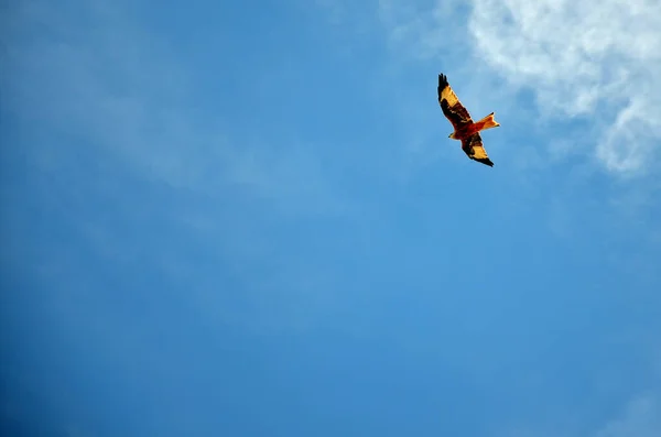 Αετό Που Πετάει Ένα Συννεφιασμένο Ουρανό — Φωτογραφία Αρχείου