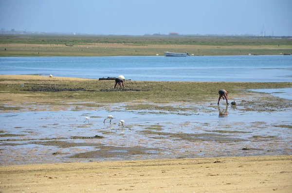 stock image Birds and men picking clams