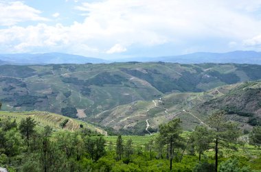 Douro üzüm bağlarına bak