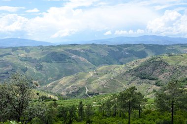 Meşhur Douro üzüm bağlarına bakın.