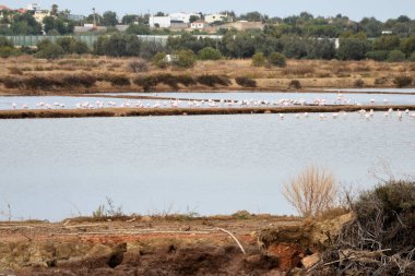 Flamingo kolonisi tuz düzlüklerinde