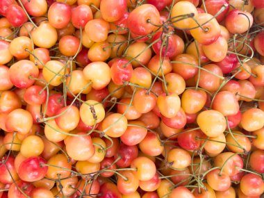 Kiraz arka planı. Su damlalı taze organik kirazlar. Tatlı vişneli. Bir demet vişne aromalı arkaplan. en üstteki görünüm