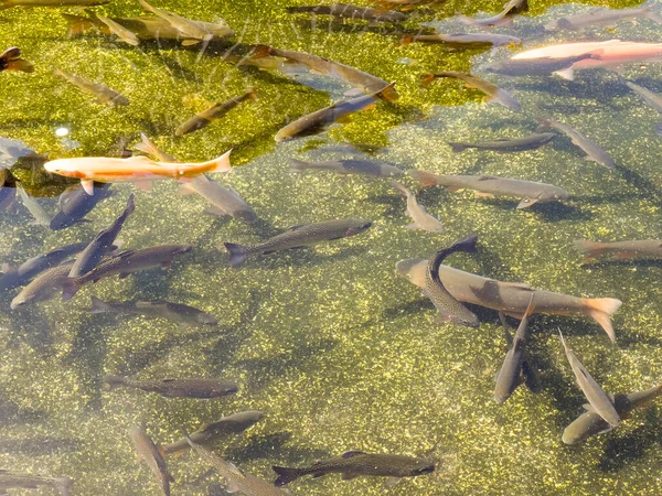 Trout swimming in fish farm. Garden transparent water pond with rainbow trout fish. Fish background