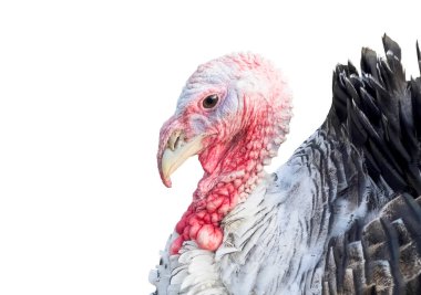 Hindi kuşu beyaz arka planda izole edildi. Türkiye horozu izole. 