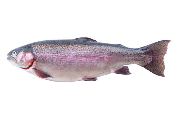 Rainbow trout fish isolated on white background. Fresh wild trout isolated on a white with clipping path. Fresh whole rainbow trout. Empty space for text. Copy space.