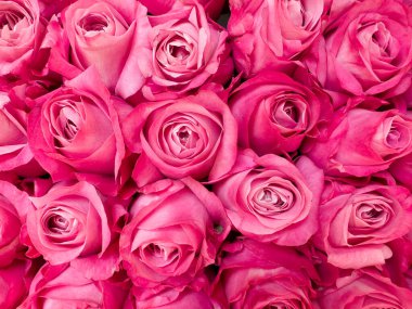 Güzel kırmızı gül desenli arka plan. Gül deseni.