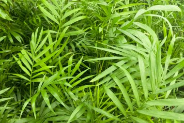 Yeşil arka planda güzel doğa manzaralı yeşil bir yaprak. Yeşil yapraklar arkaplan. 