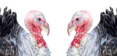 Hindi kuşu beyaz arka planda izole edildi. Türkiye horozu izole. 