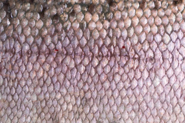 Pattern Texture Trout Skin Macro Shot Rainbow Trout Skin Surface — Stock Photo, Image