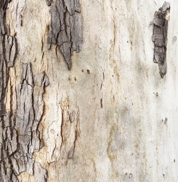 Blick Auf Den Alten Baumstamm Holzstruktur Baumhintergrund Waldmoos Hintergrund Natürliche — Stockfoto