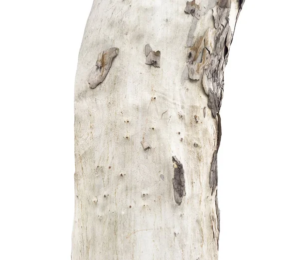 Blick Auf Den Alten Baumstamm Isoliert Auf Weißem Hintergrund Holzstruktur — Stockfoto