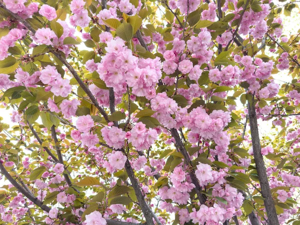 Beautiful pink flowers on tree texture background. Nature outdoor. Flower pattern