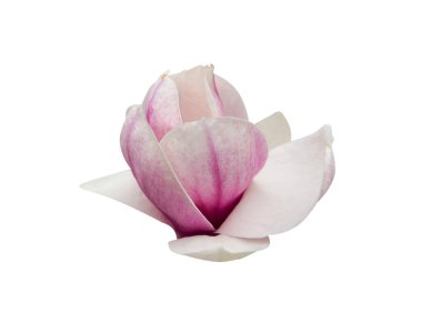 Makro, beyaz arka planda izole edilmiş renkli çiçekler çekti. Bahçedeki güzel çiçek. Renkli çiçek. Çiçek buketi arkaplan dokusu