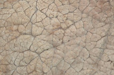 Kaynamış sığır eti dokusu. Makro şat haşlanmış biftek yüzeyi.