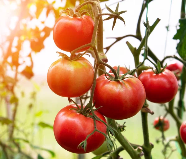 Tomates Rouges Dans Une Serre Tomates Cultivées Serre Jardinage Des Image En Vente