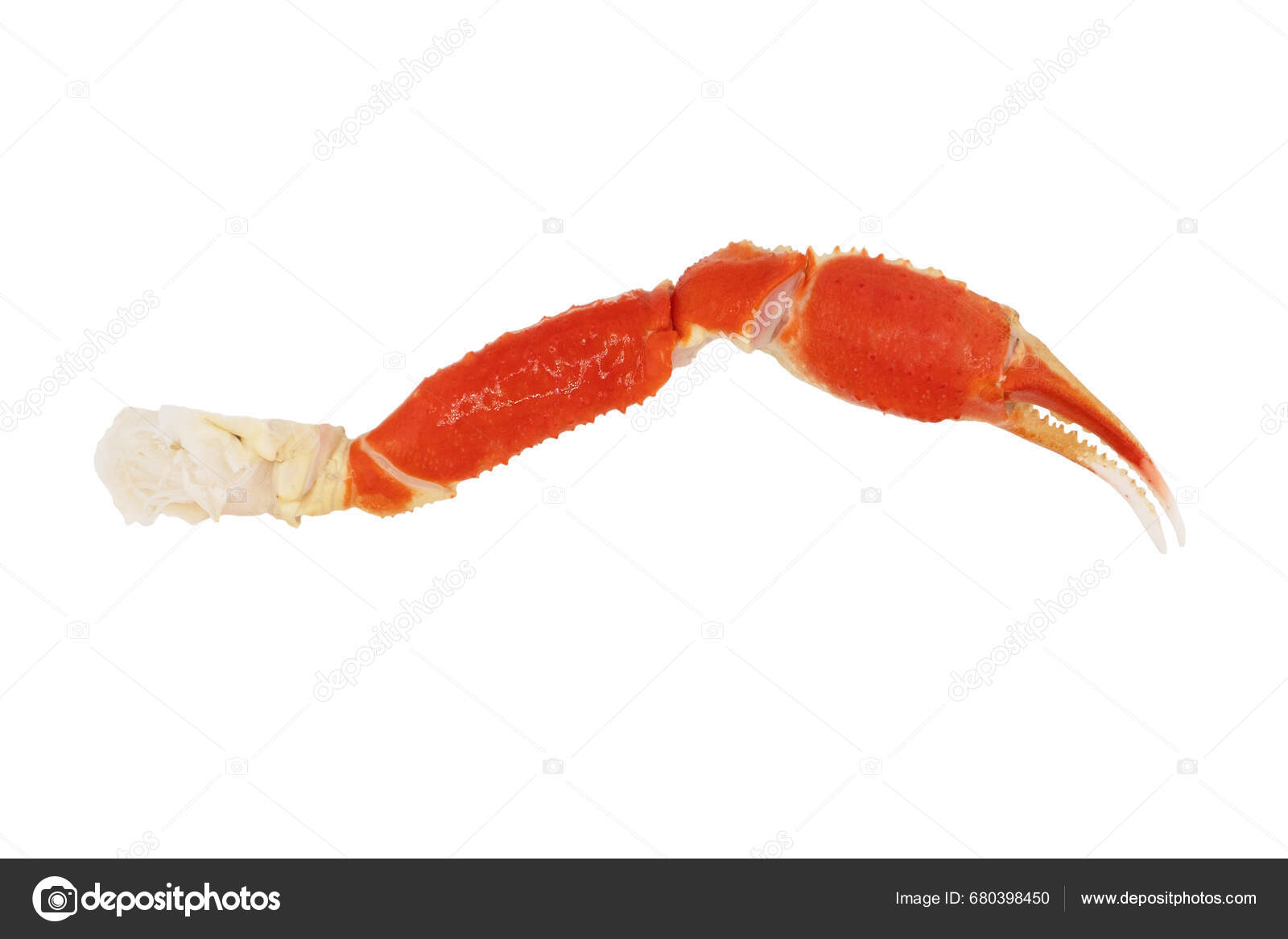 Cooked Peruvian Southern King Crab Leg Isolated White Background Crab
